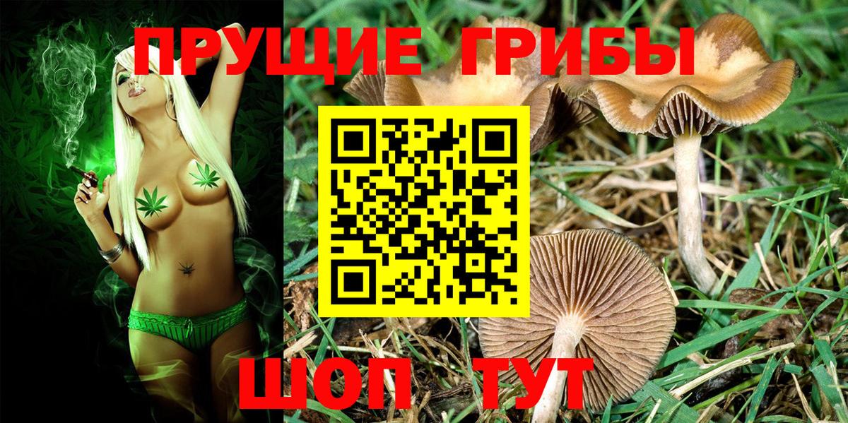 Псилоцибиновые грибы Psilocybine cubensis Шадринск